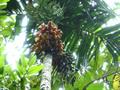 Bactris maraja